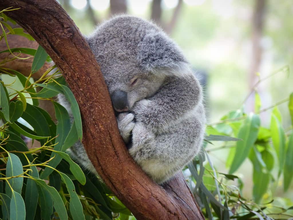 Cute Koala Australia