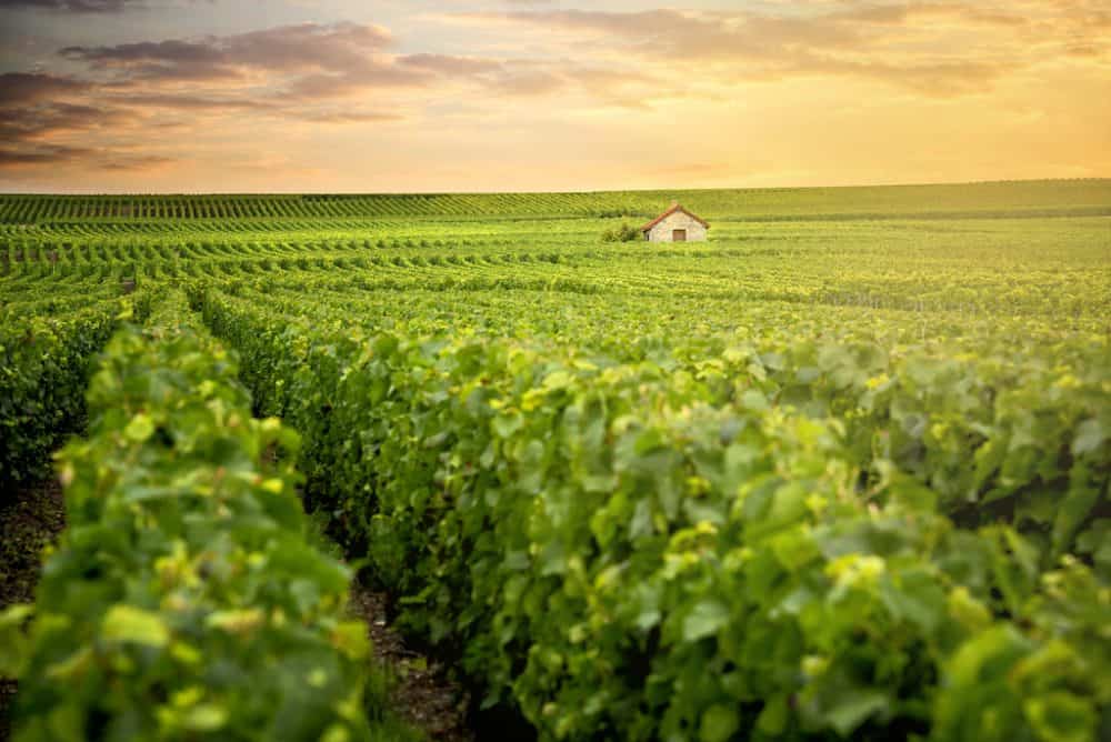 Champagne-Ardenne vineyard France