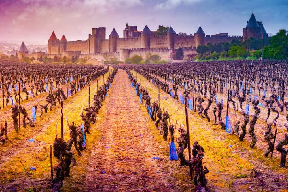 Languedoc vineyard France