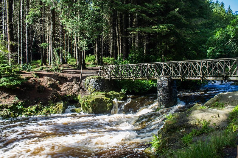 Tollymore Forest - Game of Thrones location in Ireland