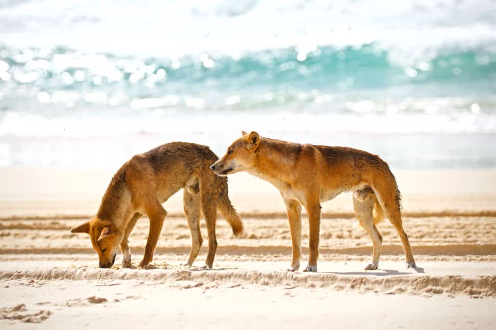 Dingos Fraser Island