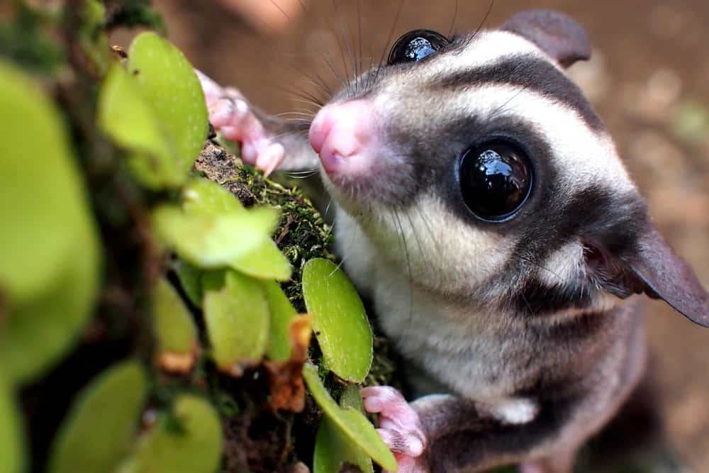 Top 20 Most Incredible Animals of Australia - GlobalGrasshopper