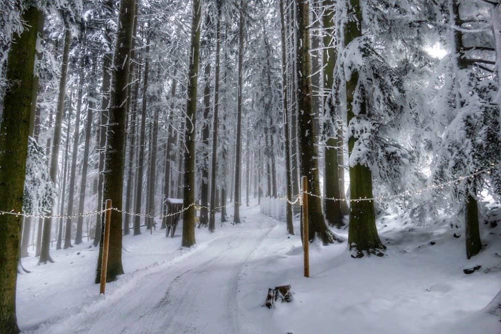 Bavarian Forest National Park in Germany