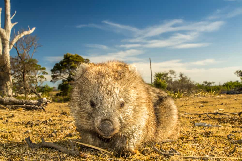 Wombat Maria Island Australia
