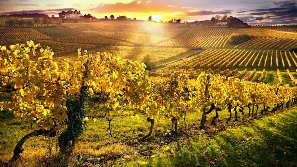 Bergerac vineyard France