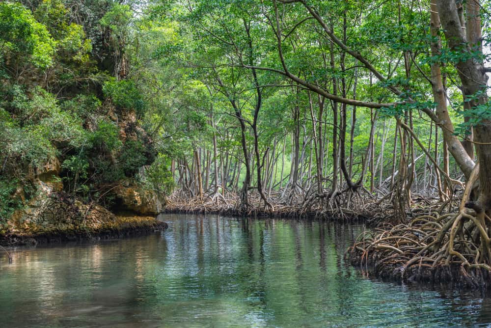 Mangroves Dominican Republic