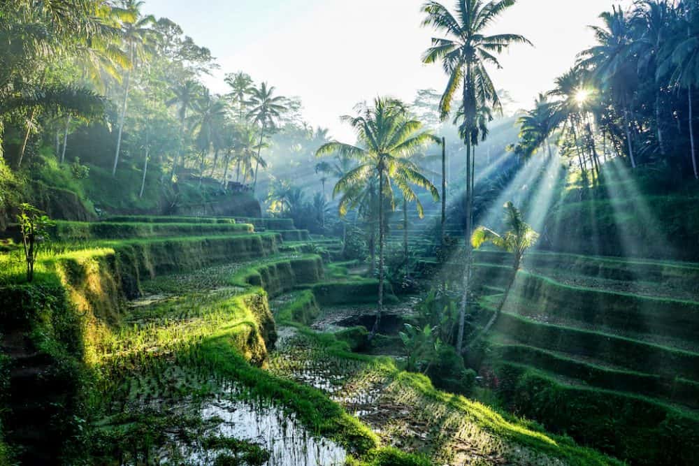 Ubud - most beautiful places to visit in Bali