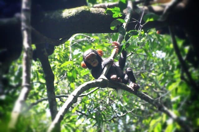 Chimpanzee Sierra leone