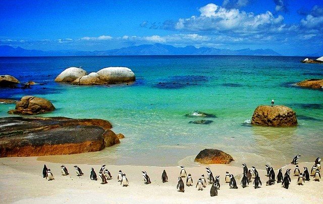 The Penguins of South Africa