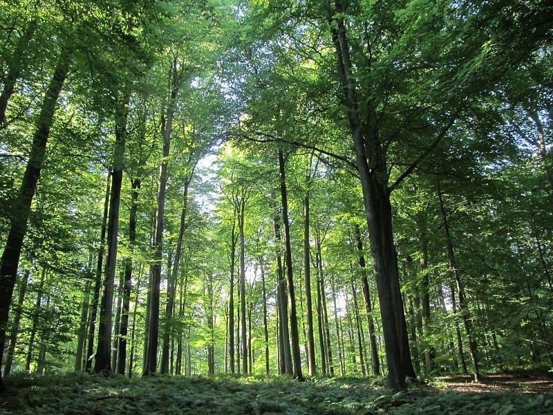 The Sonian Forest - pretty places in Belgium