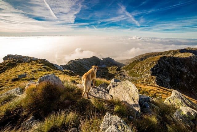 12 of the best dog-friendly travel destinations in Europe