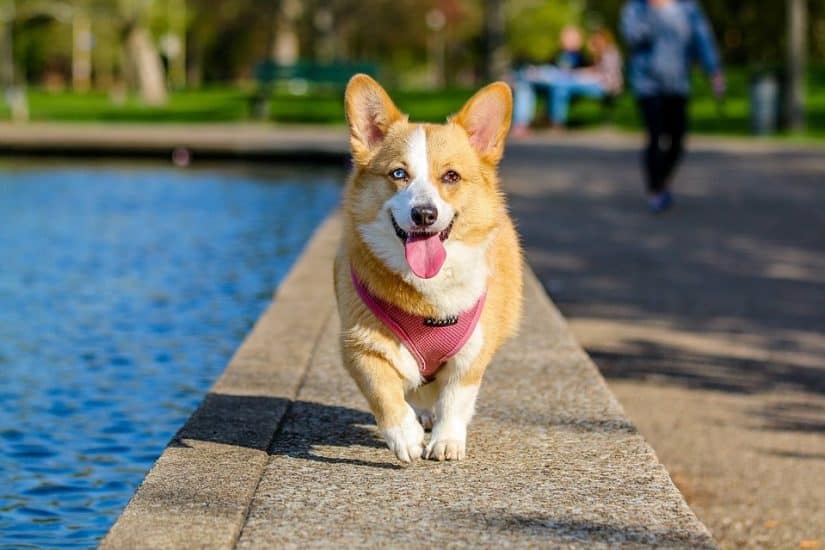 Top 15 dog-friendly hotels in London