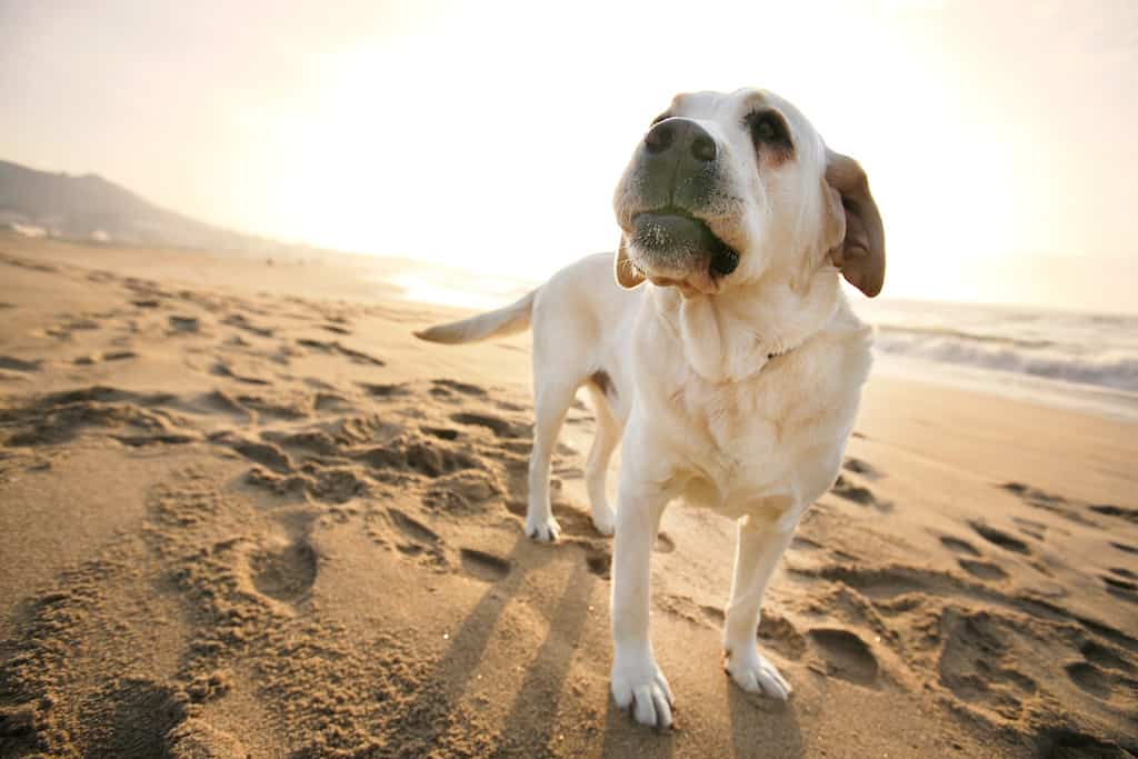 Top 15 Dog friendly hotels in Dorset