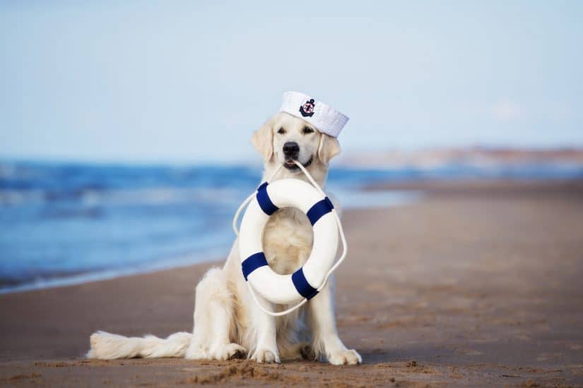 Dog friendly hotels in Cannon Beach