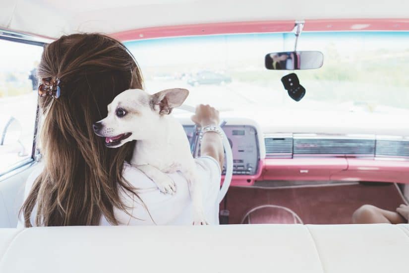 the best dog friendly hotels in Miami