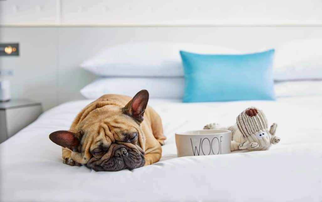 the best dog friendly hotels in Charlotte