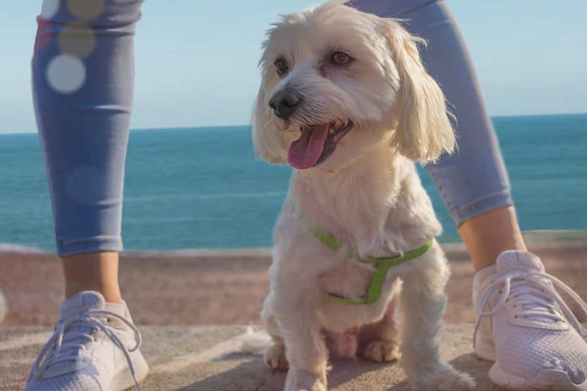 The best dog friendly beaches in San Diego