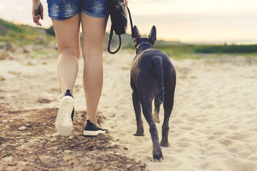 the best dog friendly hotels in Cambria