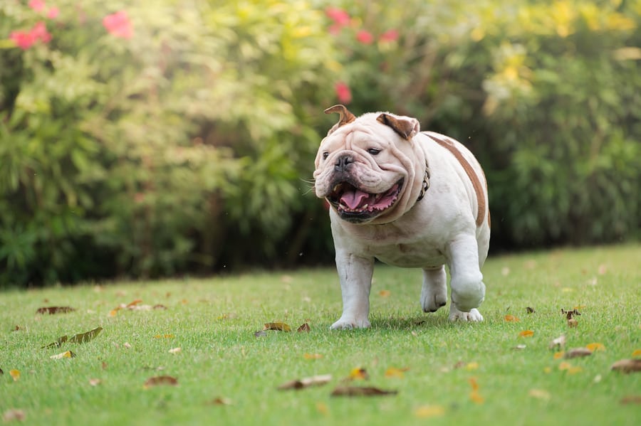 the best dog friendly hotels in Sacramento