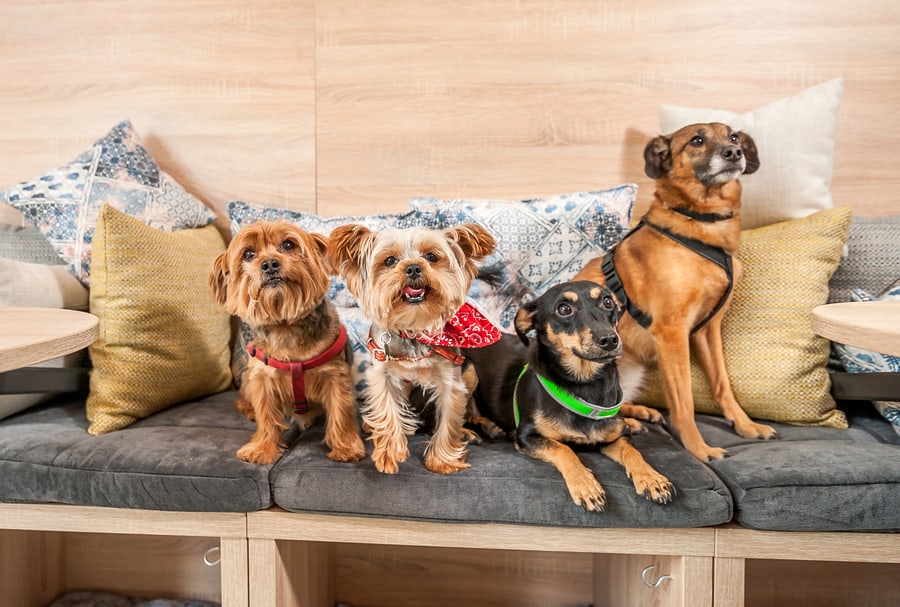 the best pet friendly hotels in Duluth