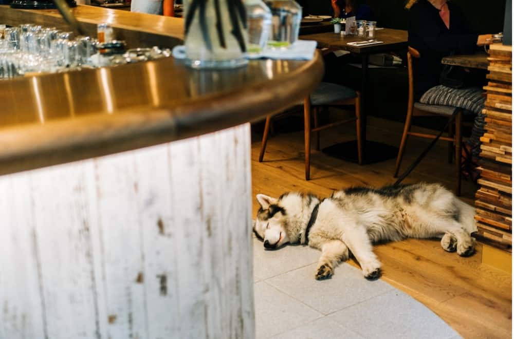Best dog friendly restaurants in Seattle