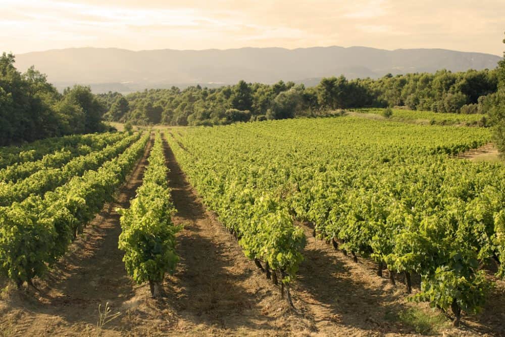 Beautiful vineyards in France