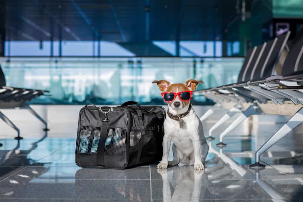 oman air travel with pets