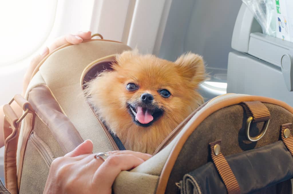 Traveling with pets Portland Airport