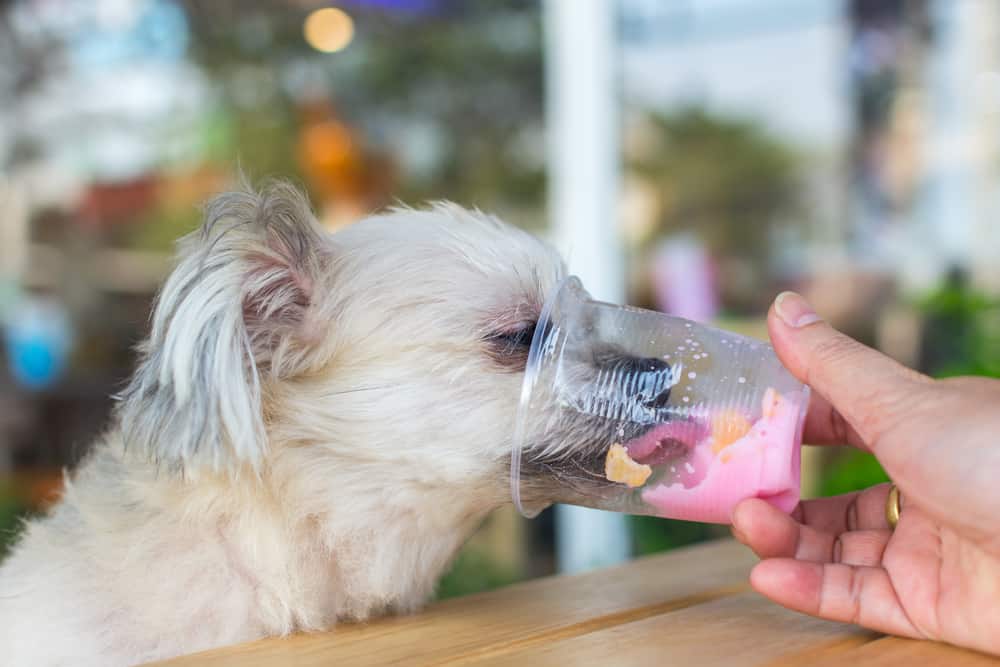 Dog friendly eateries Los Angeles