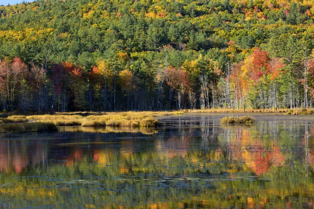Quincy Bog New Hampshire