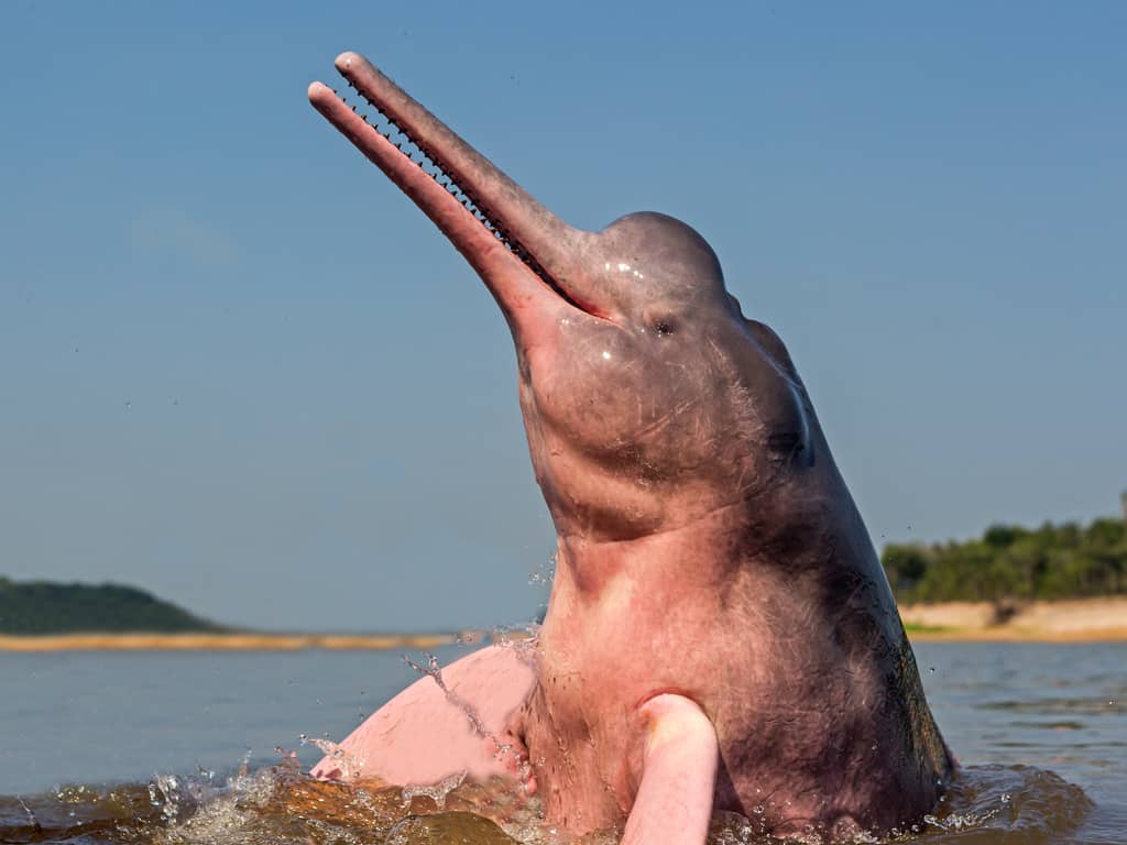 Amazonian Pink Dolphin - Boto