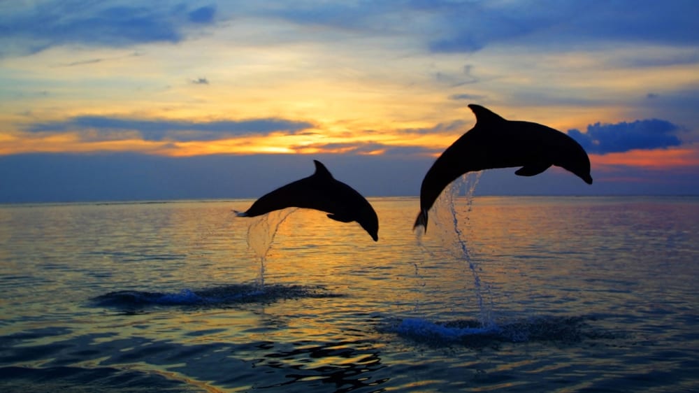 Dolphins, Dauphin Island