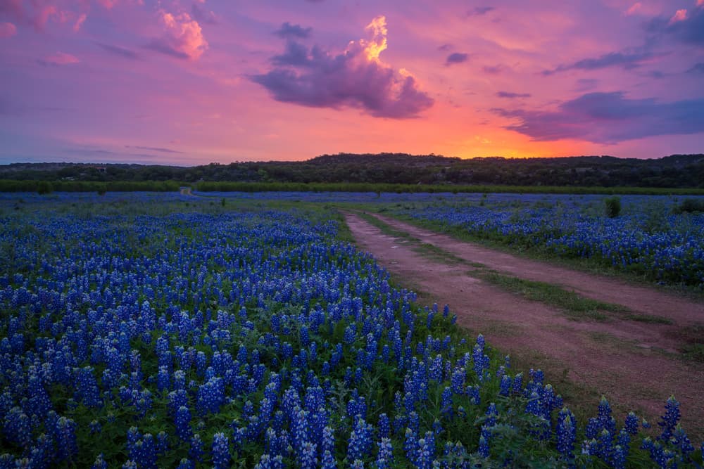 Texas Hill Country flowers