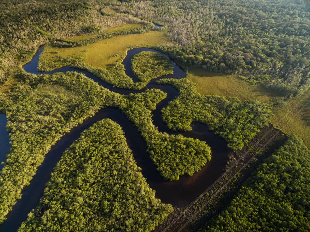The Amazon Rainforest - Brazil
