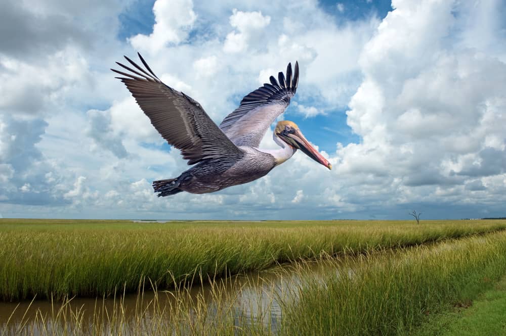 Pelican on Grand Isle, Louisiana