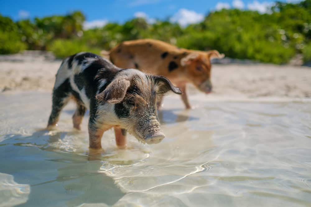 Bahamas Wild Swimming Pigs