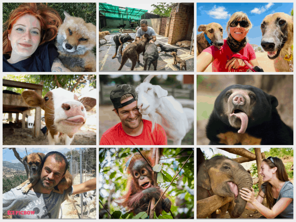 Top 100 Best Animal Sanctuaries To Visit, Volunteer Or Follow