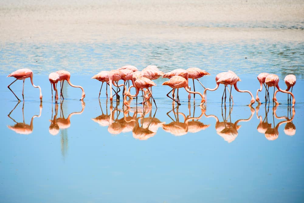 Inagua bahamas flamingos