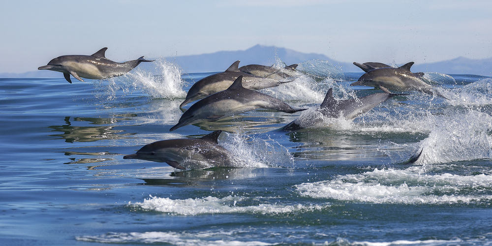 Monterey Summer dolphins