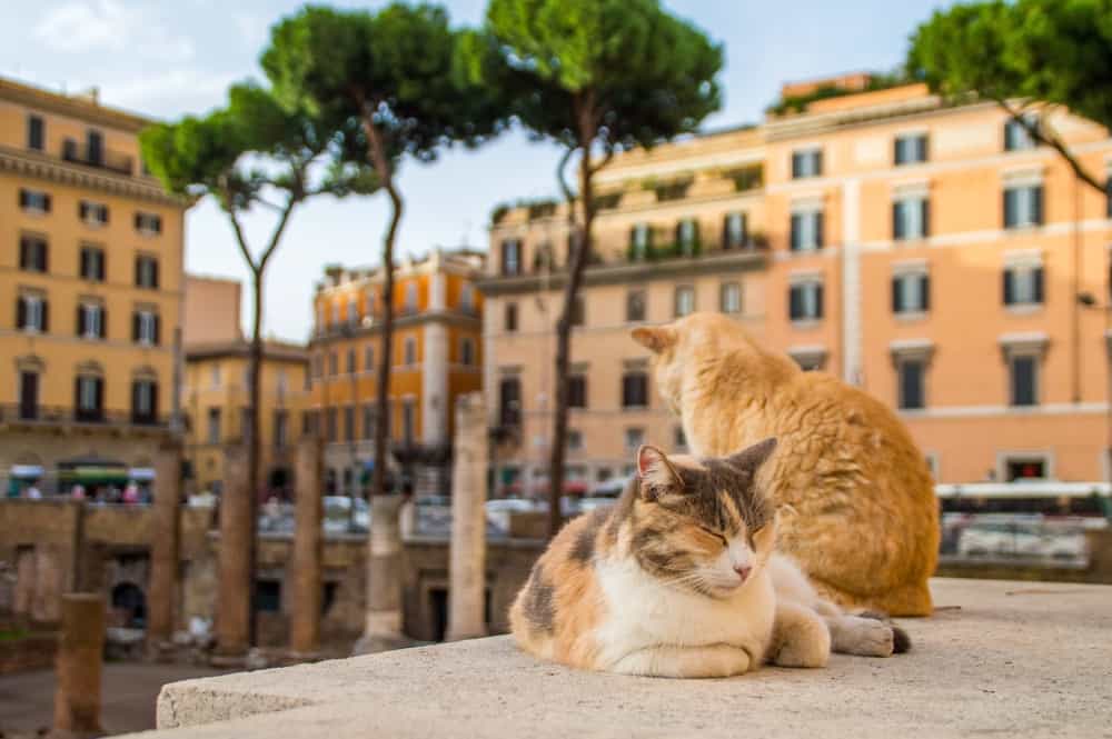 Torre Argentina cat sanctuary Rome