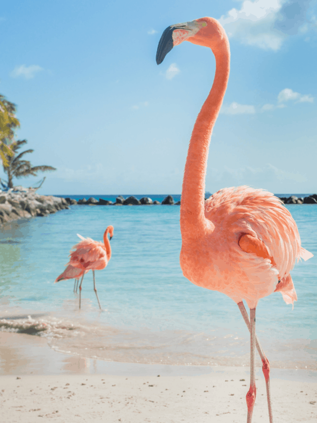 15 Most Beautiful Places To Visit In Aruba
