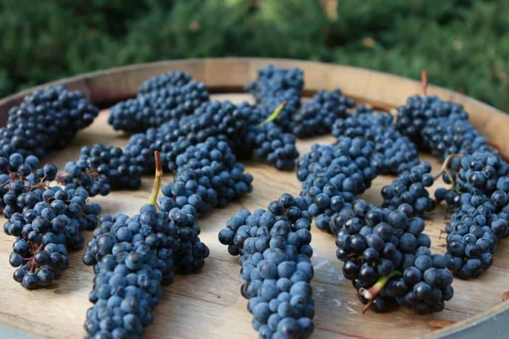Hamacher Winery - Oregon