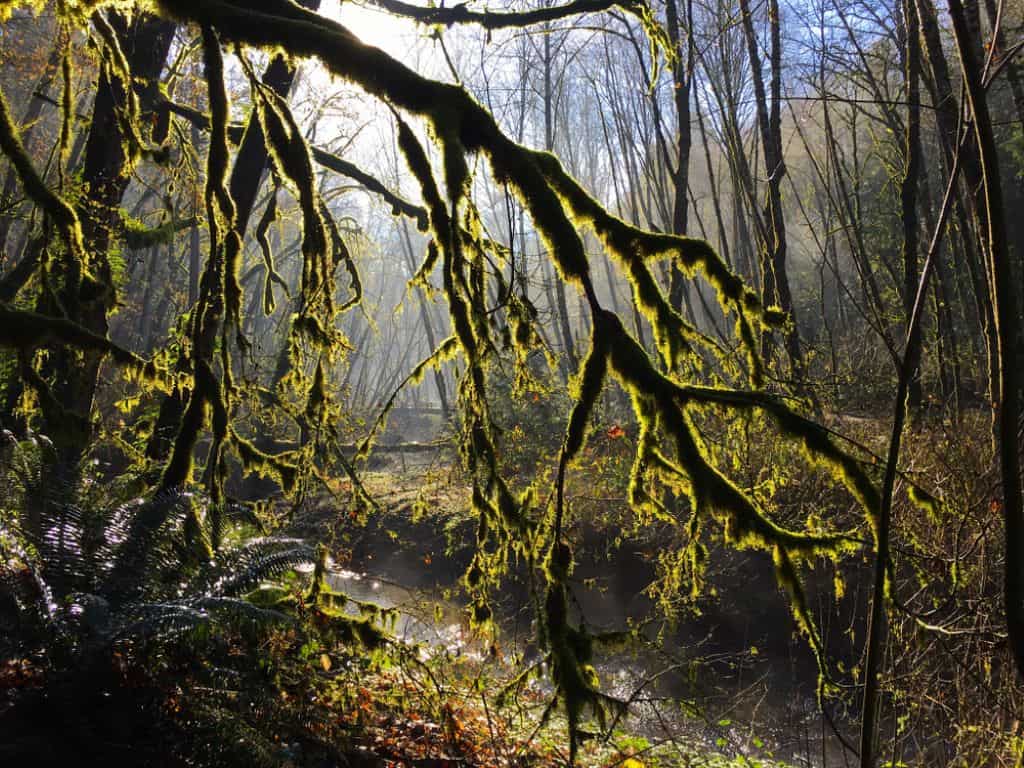 Tryon Creek State Natural Area - Oregon