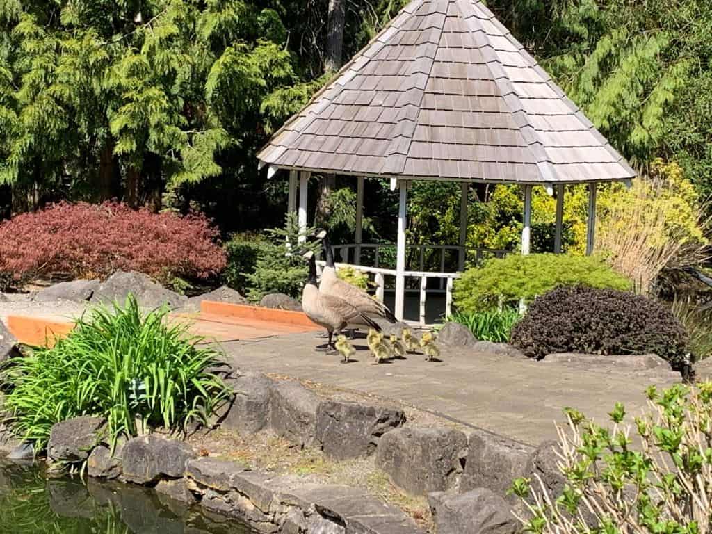 Lakeside Gardens - Oregon