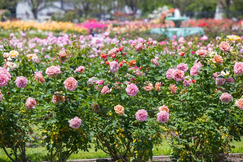 The International Rose Test Garden