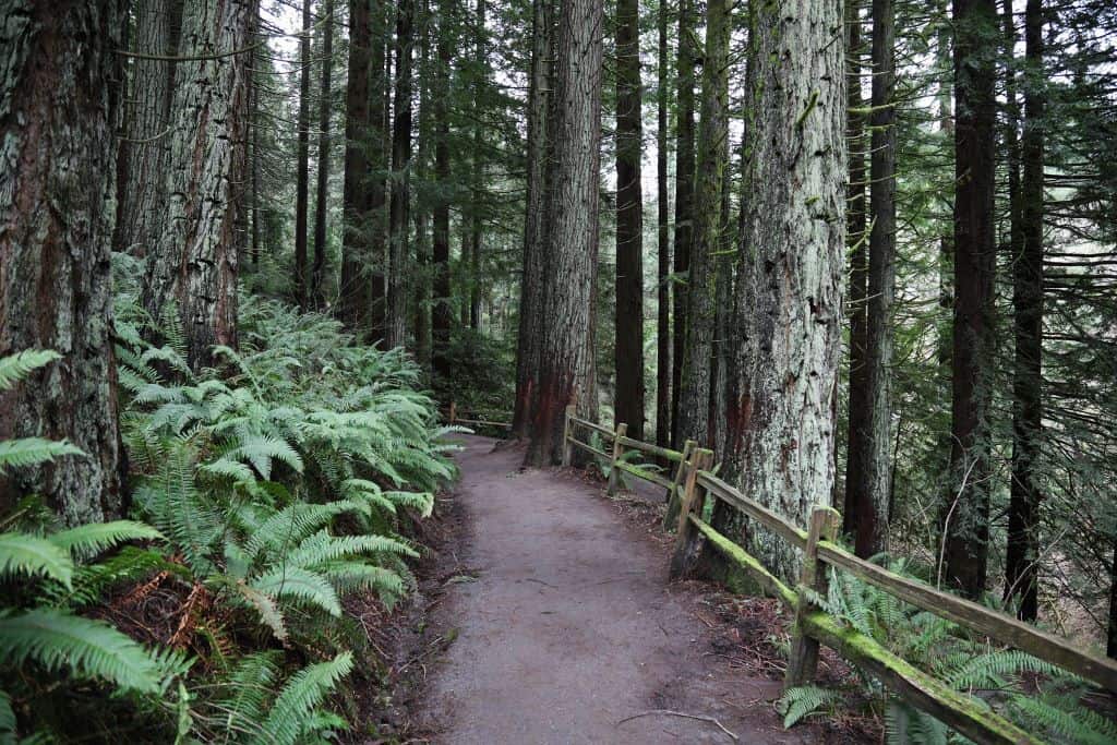 Hike at Hoyt Arboretum - Portland