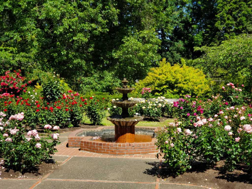 Rose Test Garden - Portland