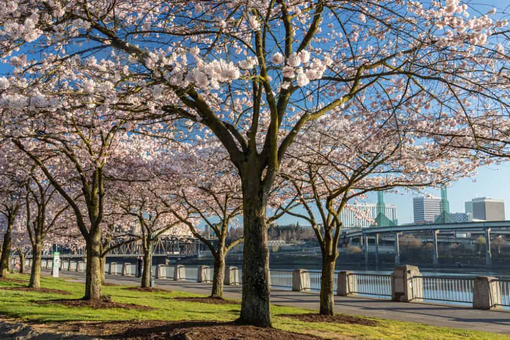 Spring in Portland Oregon