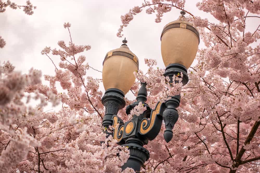 Best Places to see Cherry Blossoms in Portland Oregon