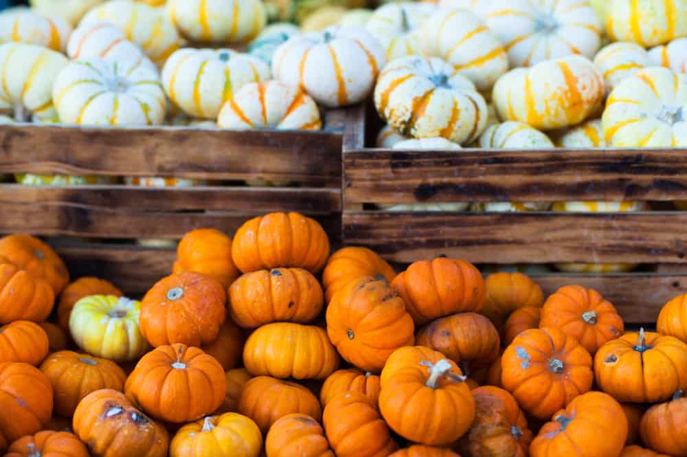 Top 8 Pumpkin Patches in or near Portland